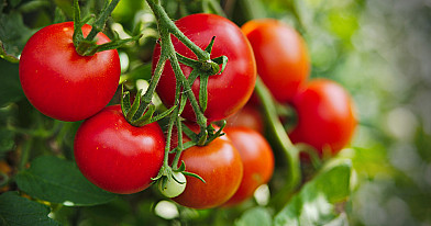 6 fantastiškos ir natūralios trąšos pomidorams: šių trąšų dėka turėsite pomidorų be ligų ir grybelių!