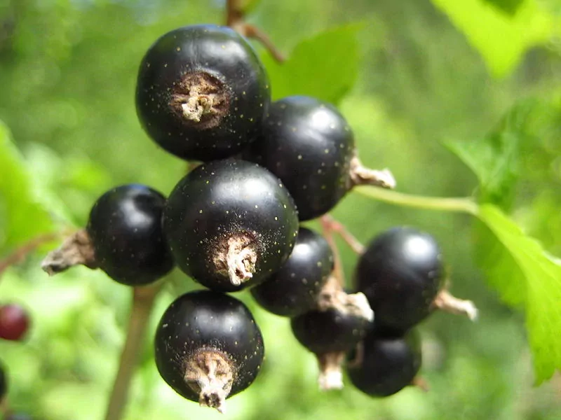 Upeņu sīrups