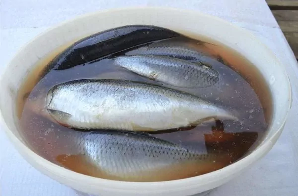 Kaip skaniai sūdyti silkę? Išsaugokite receptą!