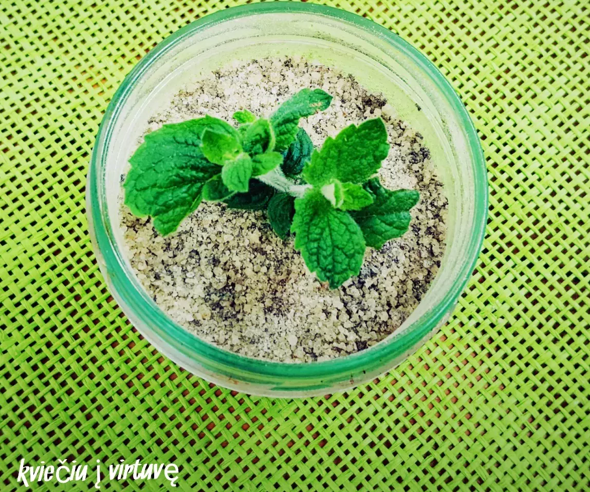 Mėtų cukrus - nerealu, kai norisi pagardinti arbatą!