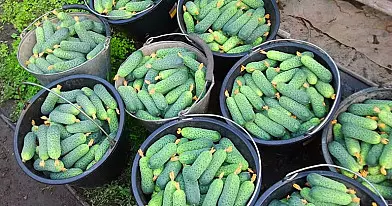 Tiesiog stebuklingos agurkų trąšos tiems, kuriems reikia turtingo derliaus