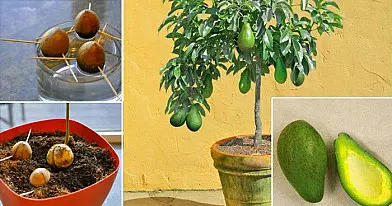 Nustokite pirkti avokadus. Štai kaip galima užsiauginti avokado medį namuose, vazonėlyje.
