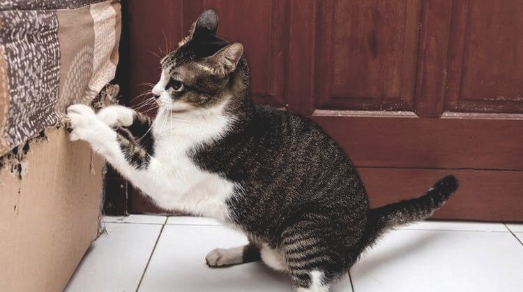 atpratiname katiną galąsti nagus į sofą