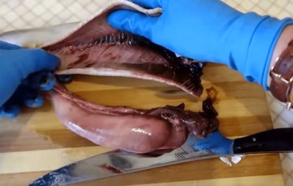 išimame silkės vidurius