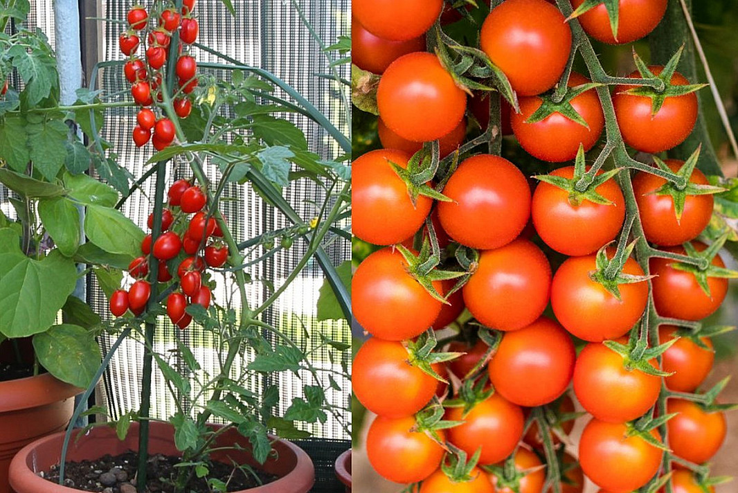 Pabarstykite šiuo mišiniu pomidorus: augs kaip išprotėję