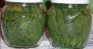 Šviežių krapų laikymas kelis mėnesius be šaldymo