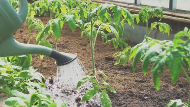 Kaip užauginti gausų morkų derlių: štai svarbiausi patarimai! Kaip užauginti gausų morkų derlių: štai svarbiausi patarimai!