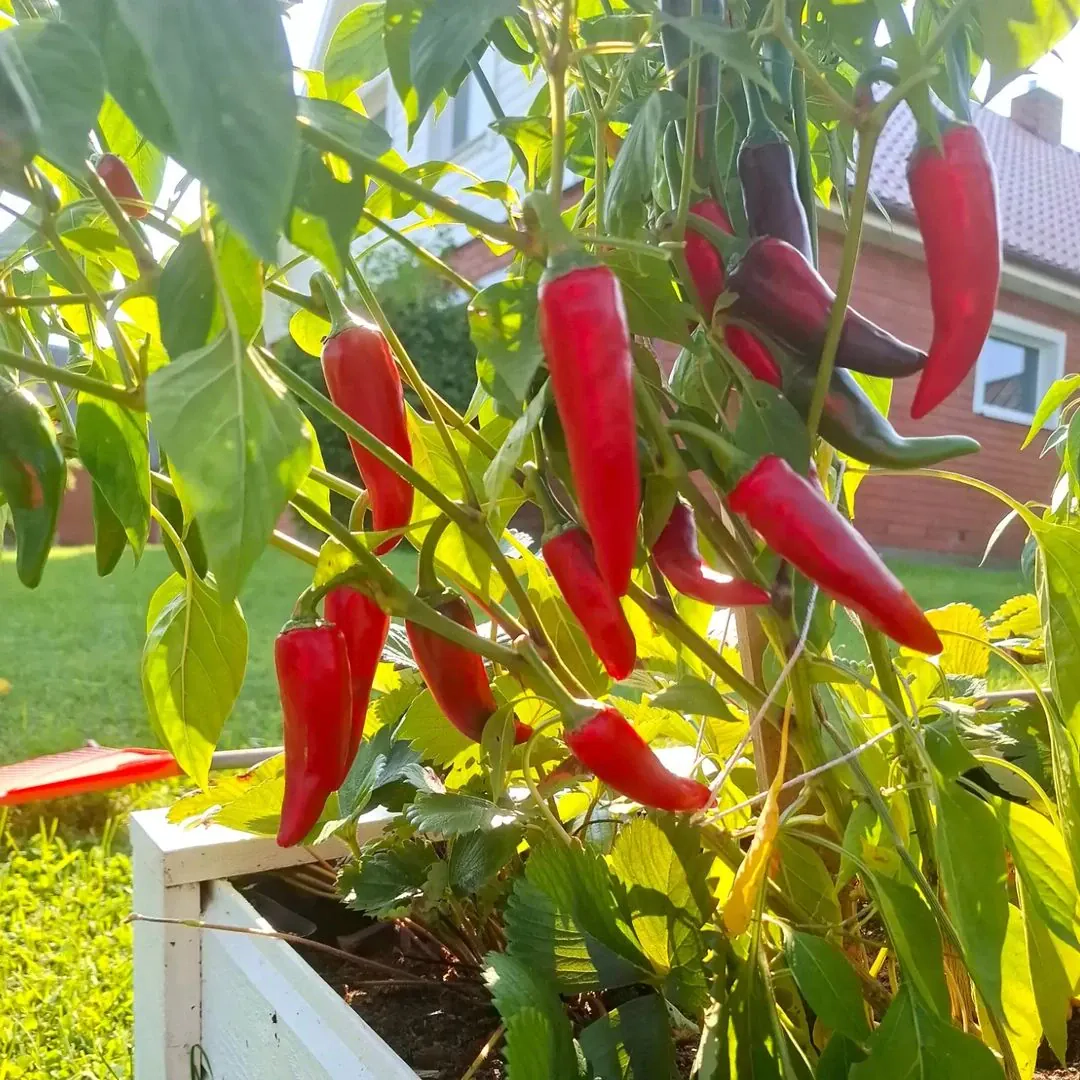 Mājās gatavota Saldā čilli mērce