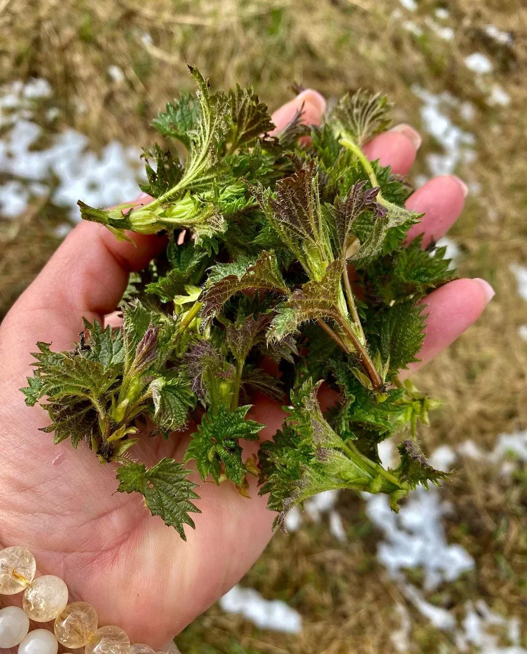 Imunitetą stiprinantis dilgėlių ir garšvos žalias kokteilis su avokadu ir linų sėmenimis