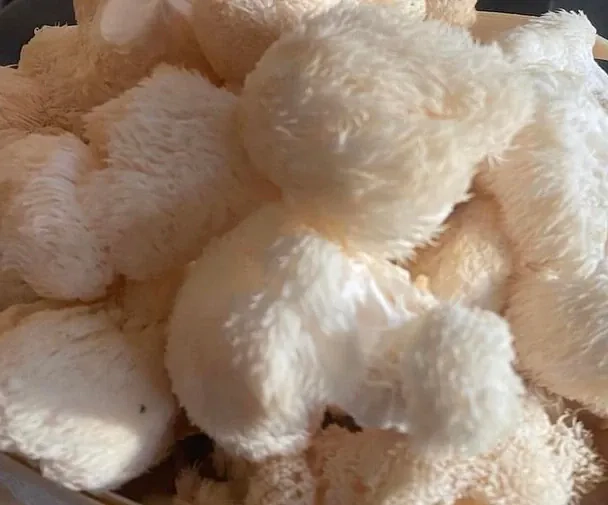 Keptas Lion's mane grybų kepsnys ("steikas")