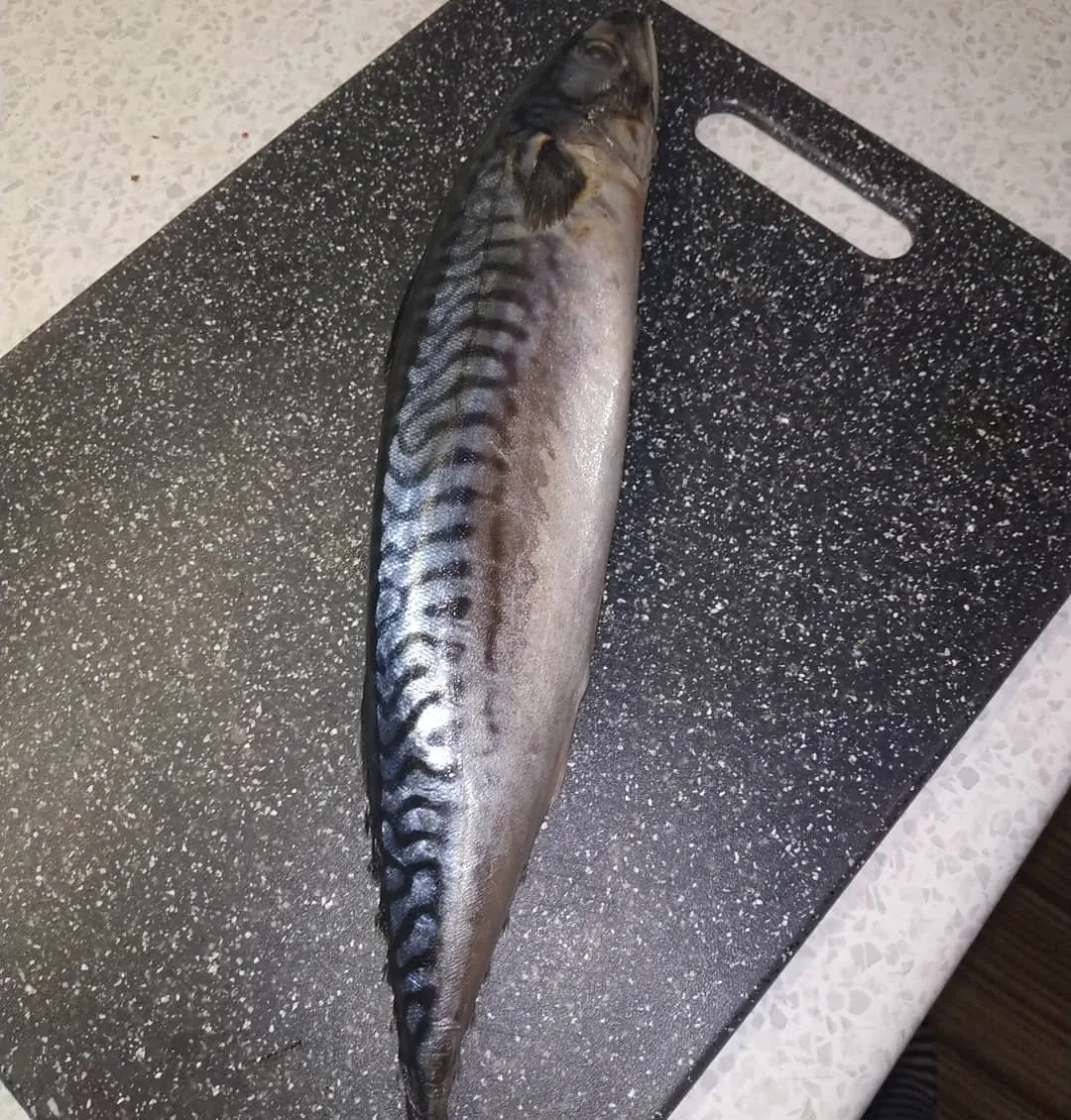 Marinuota skumbrė su actu