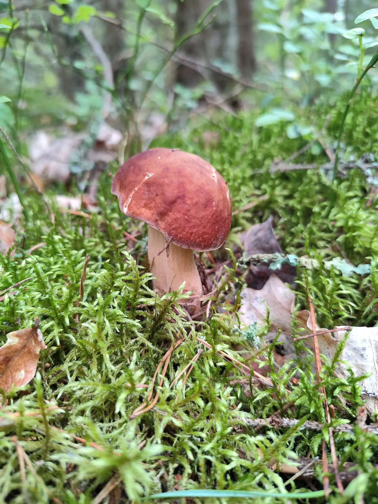 Kepti baravykai su svogūnais, patiekti su virtomis bulvėmis