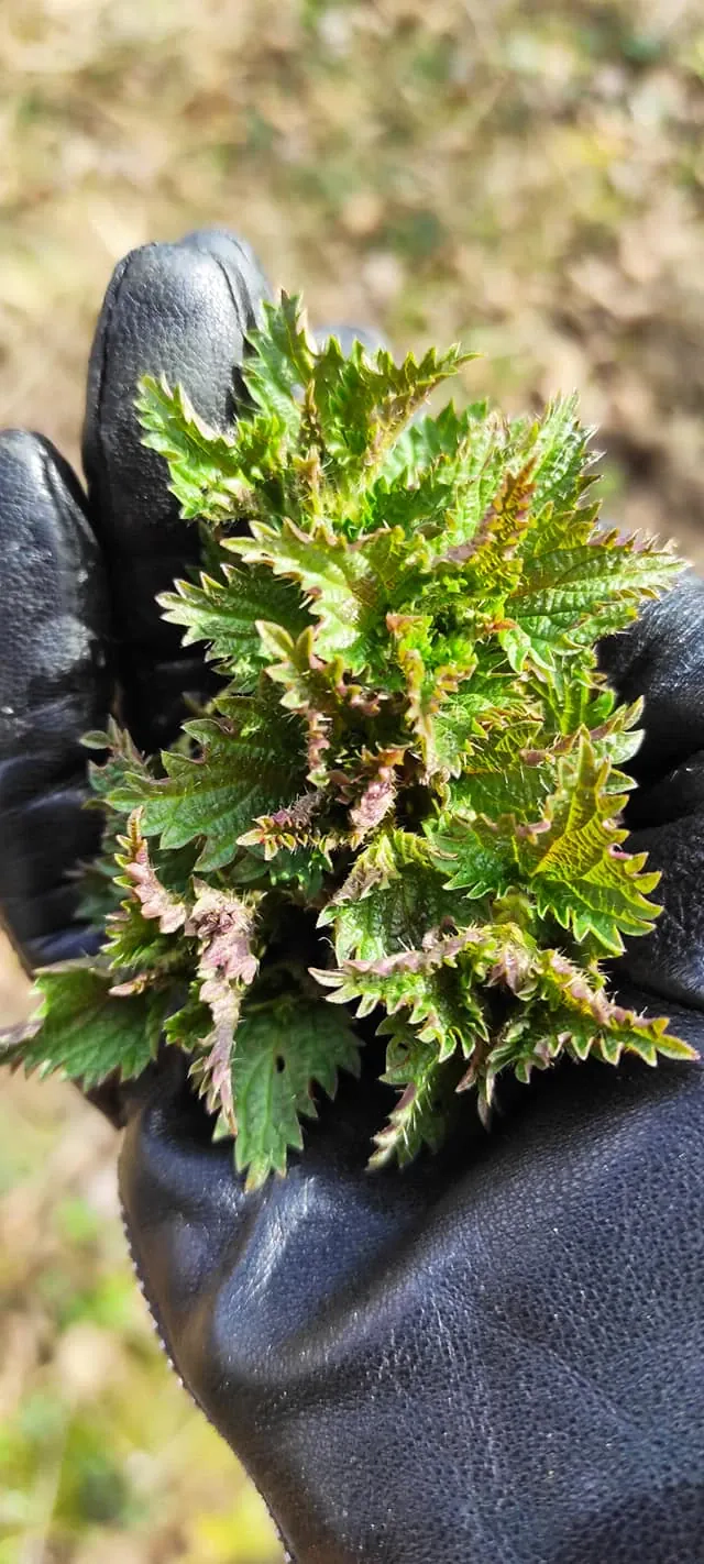 Pavasarinė žolių sriuba