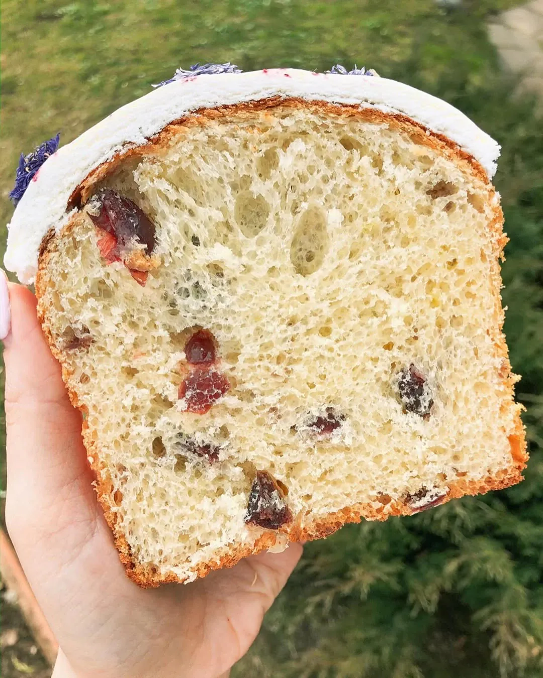 Mielinė velykinė boba su razinomis (Кулич)