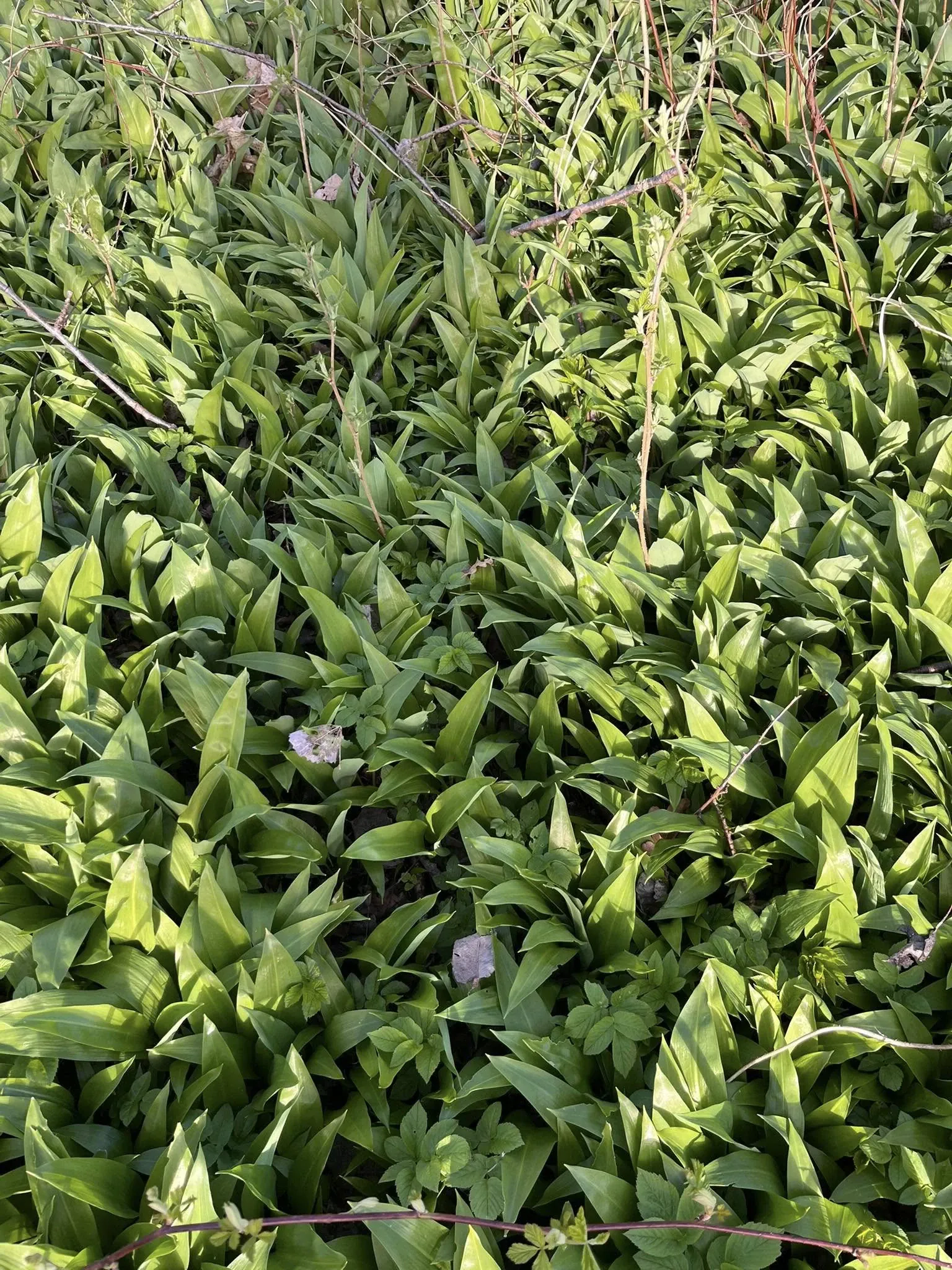 Meškinio česnako druska