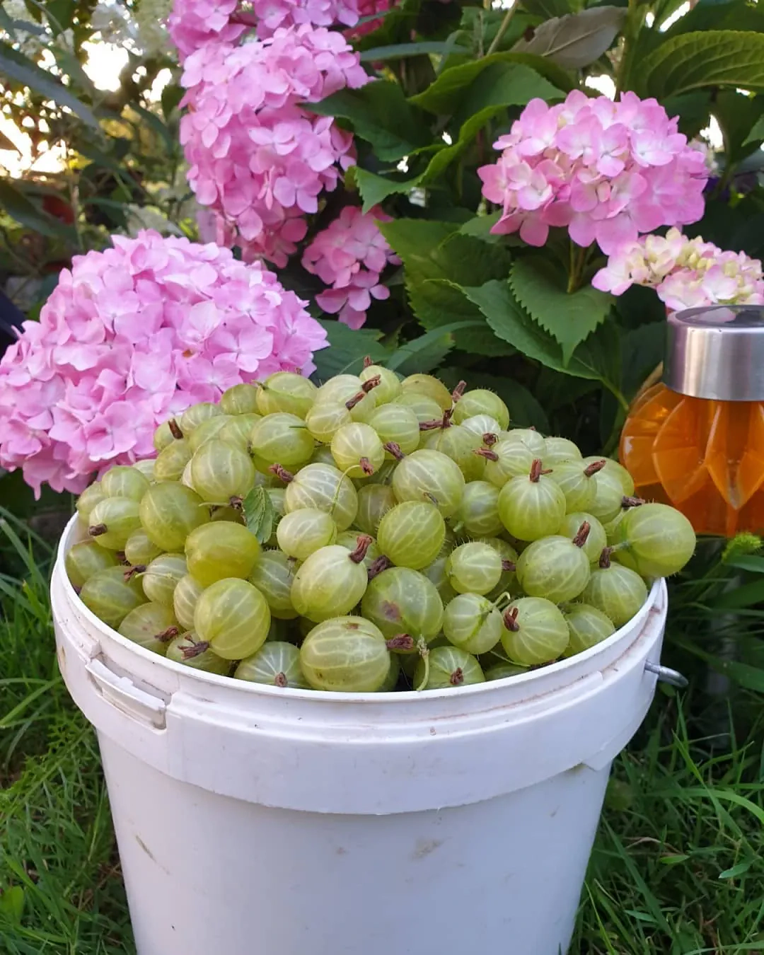 Agrastų uogienė su bananais