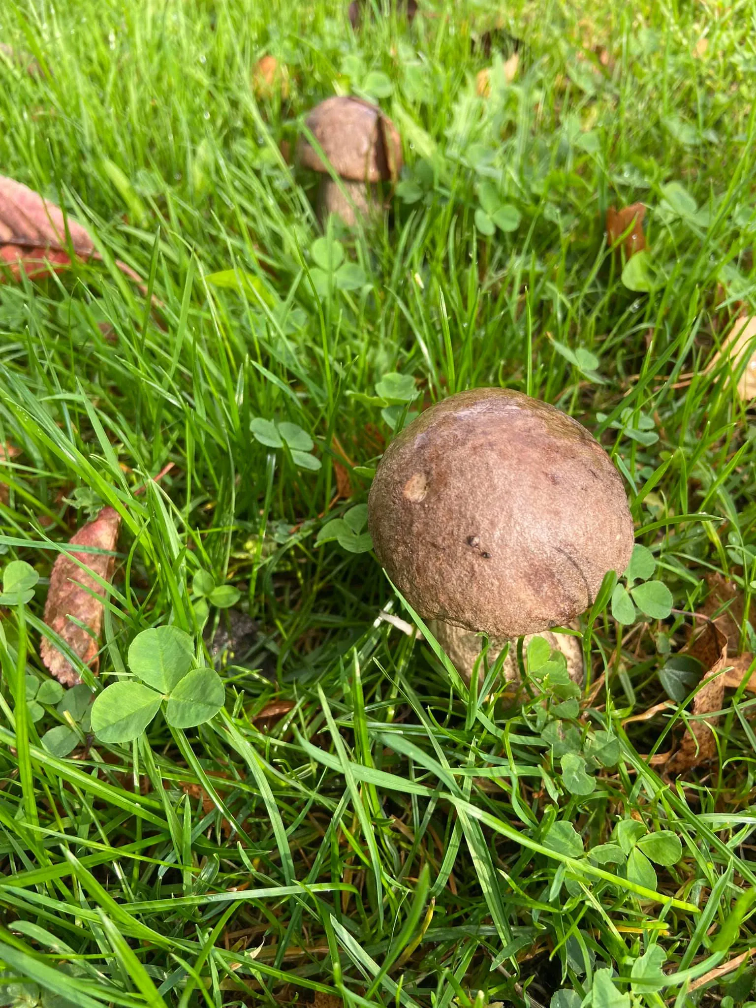 Virtų bulvių kukuliai su sūriu ir juosvaisiais raudonviršiais