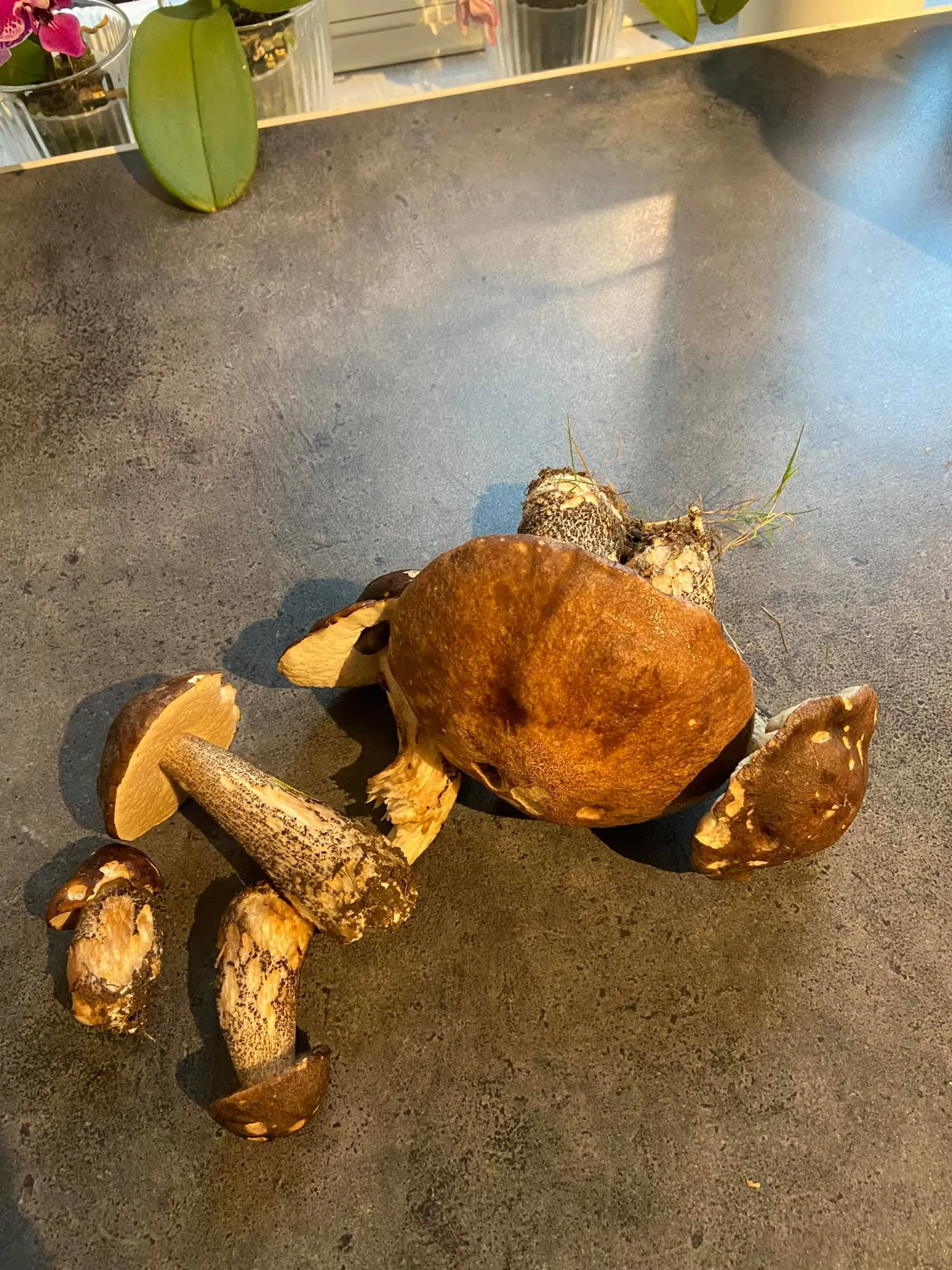 Virtų bulvių kukuliai su sūriu ir juosvaisiais raudonviršiais