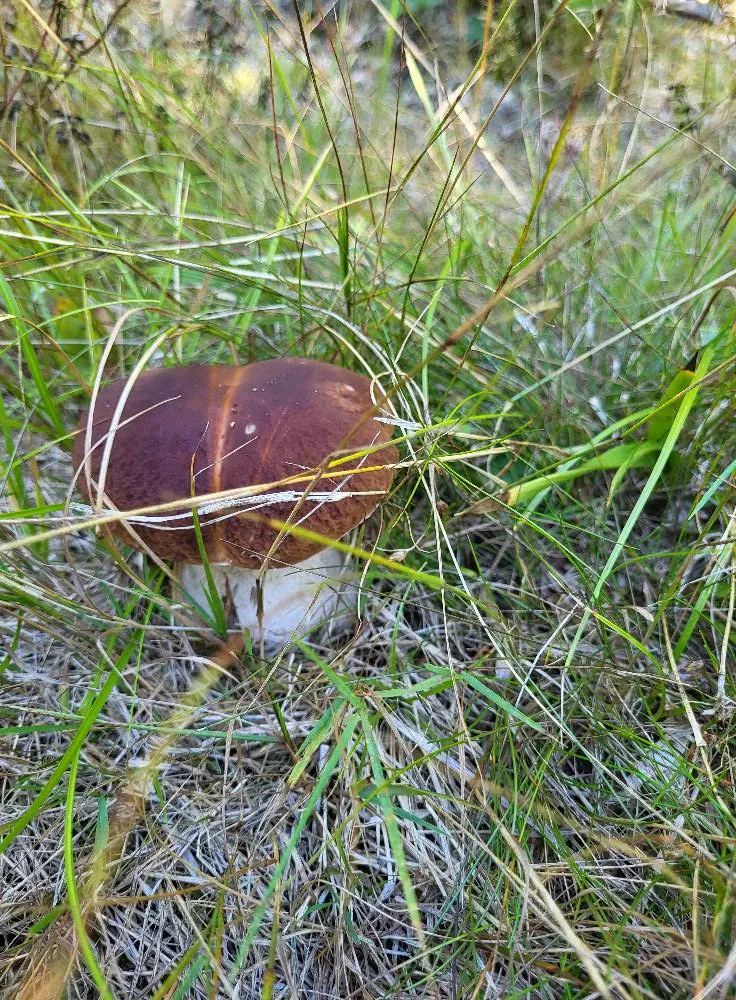 Baravykai kepti svieste su šonine ir svogūnais