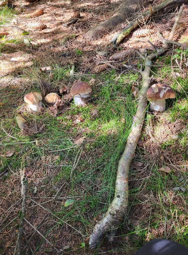 Baravykai kepti svieste su šonine ir svogūnais