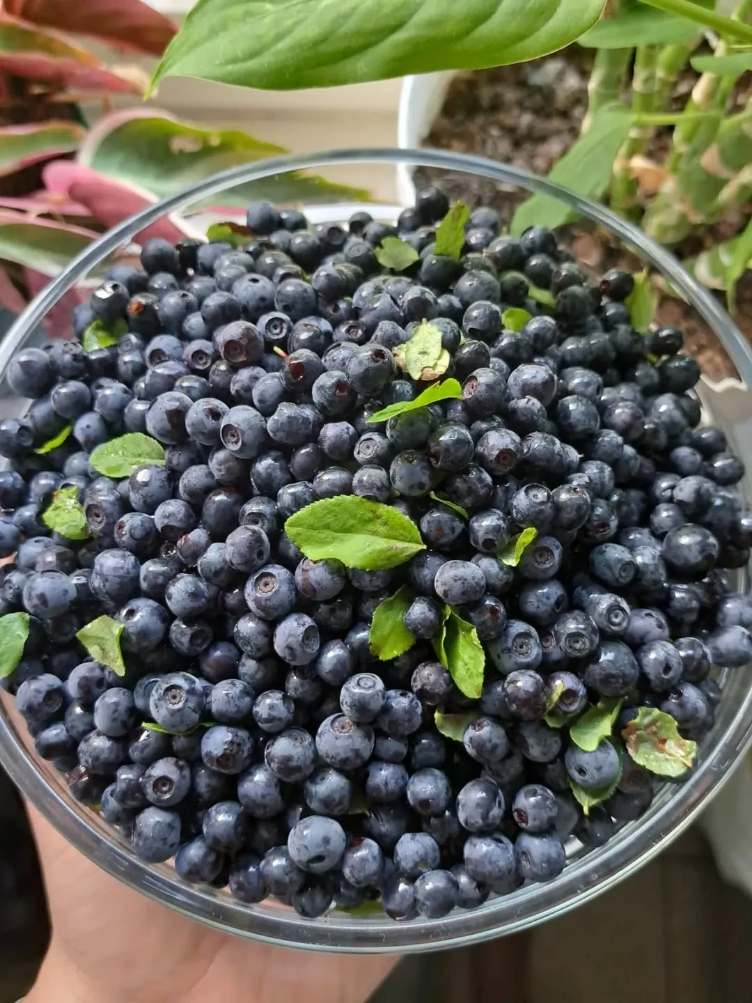 Jagodzianki puszyste jak z piekarni – przepis na domowe bułeczki z jagodami i kruszonką