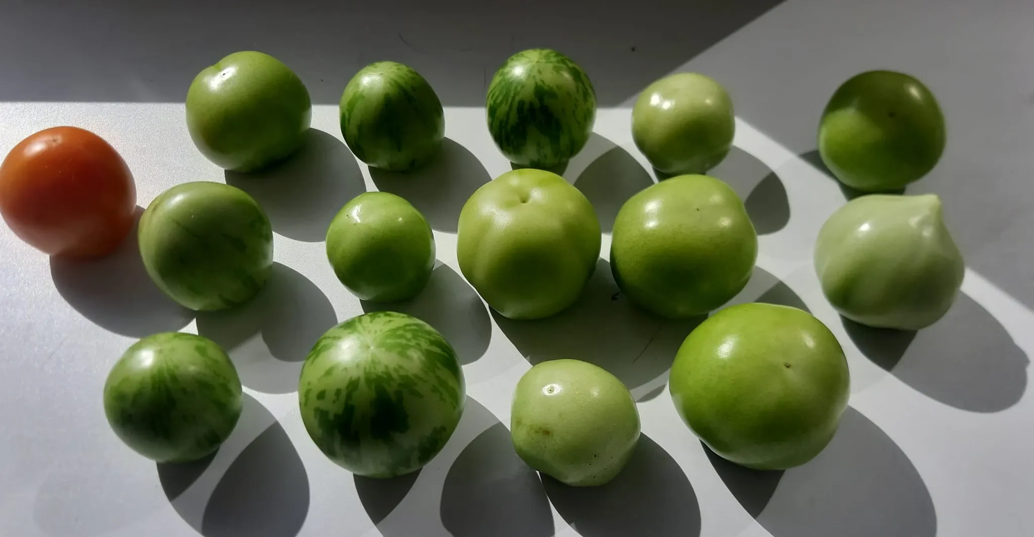 Marinuotos žalių pomidorų puselės su garstyčiomis 👍