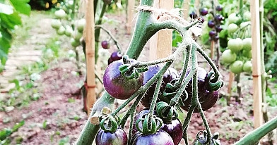 Gelstantys pomidorų lapai – dar ne pabaiga: ką tai gali reikšti ir kaip saugoti derlių