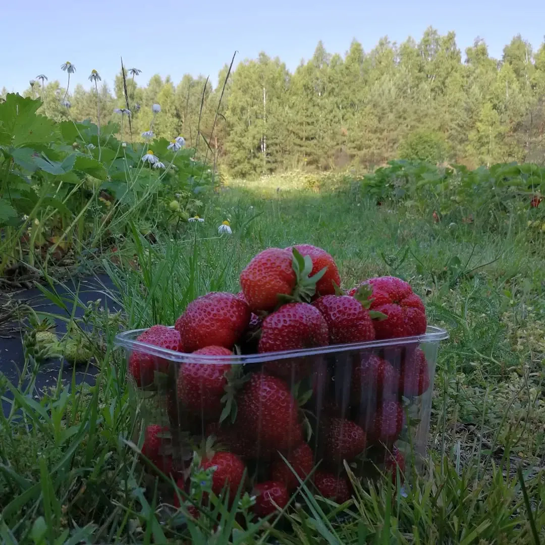 1 litras stebuklingo skysčio, kuris braškes pavers tikromis milžinėmis – braškių tręšimas mielėmis (tau nebereikės chemijos!)