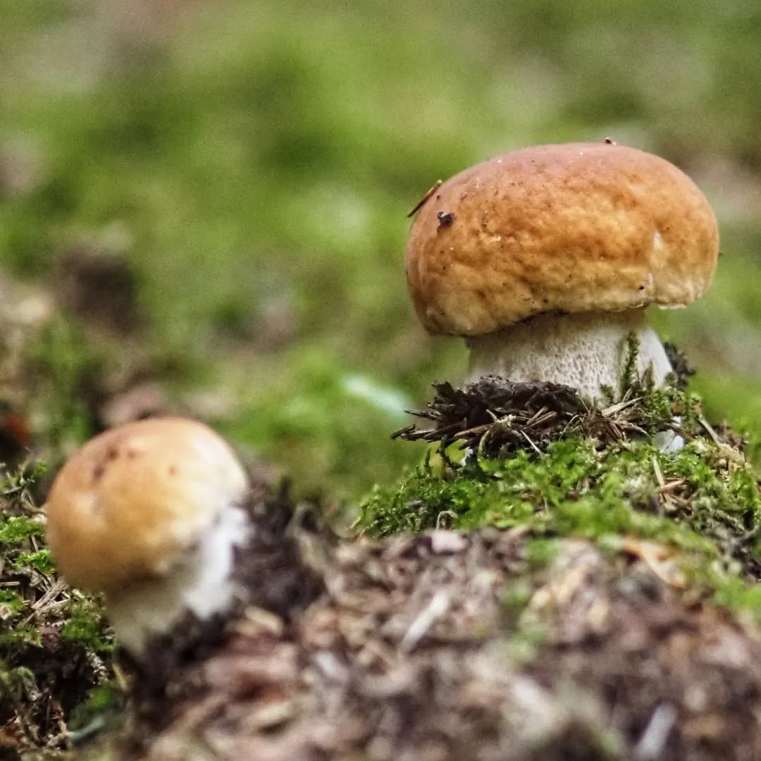Kiek laiko virti grybus? Išsamus gidas, kaip tinkamai apdoroti įvairias grybų rūšis