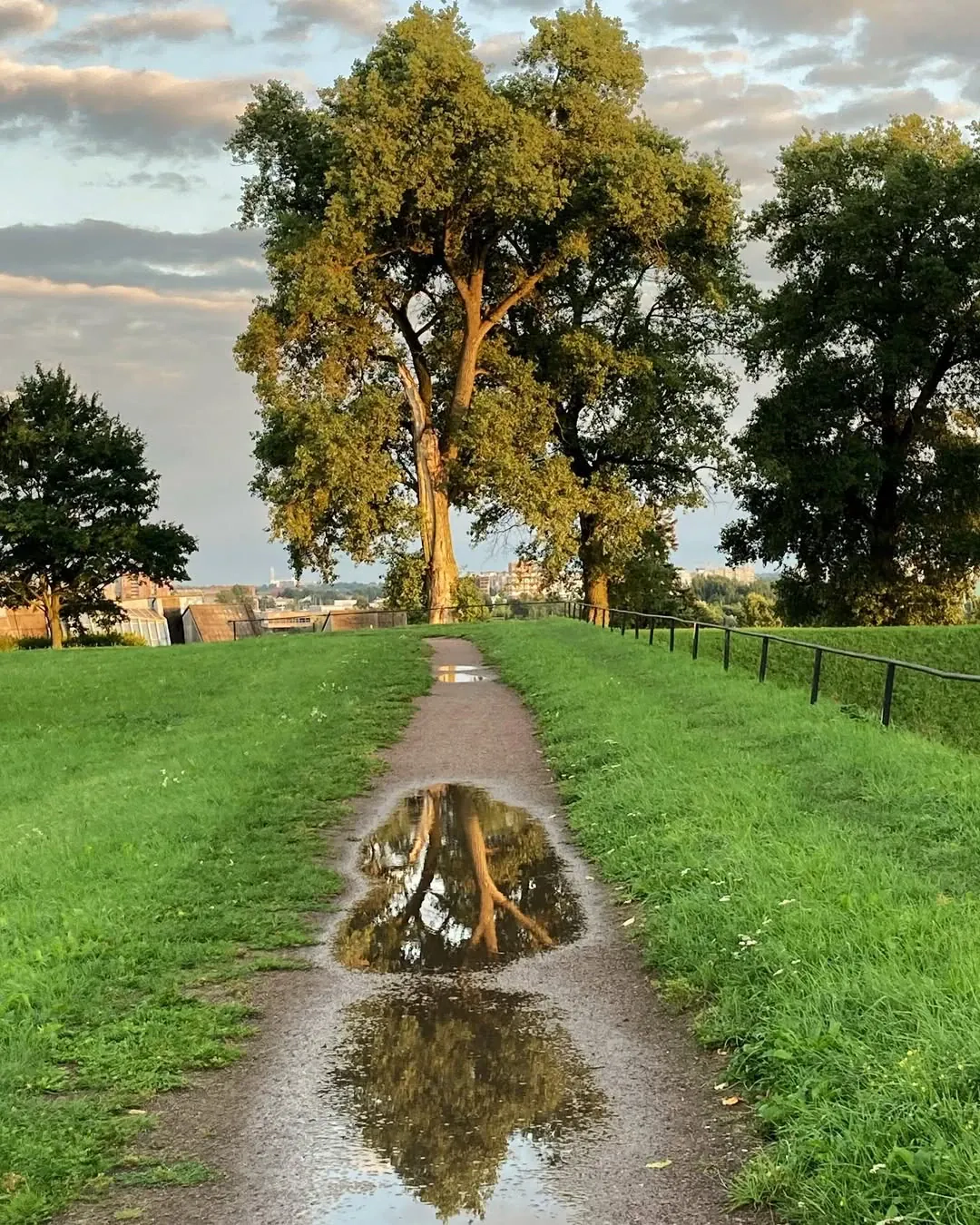 Koks tu medis pagal gimimo datą? 🌳 atskleisk savo asmenybę ir sužinok, kodėl tave dievina kiti!