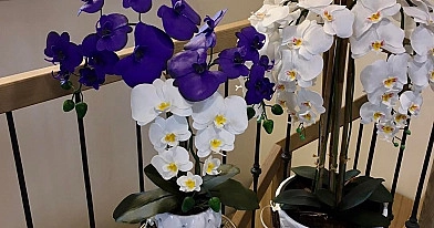 Kaip atgaivinti orchidėją: išsamus gidas, kaip greitai atgaivinti leisgyvę orchidėją ir pasirūpinti jos sveikata