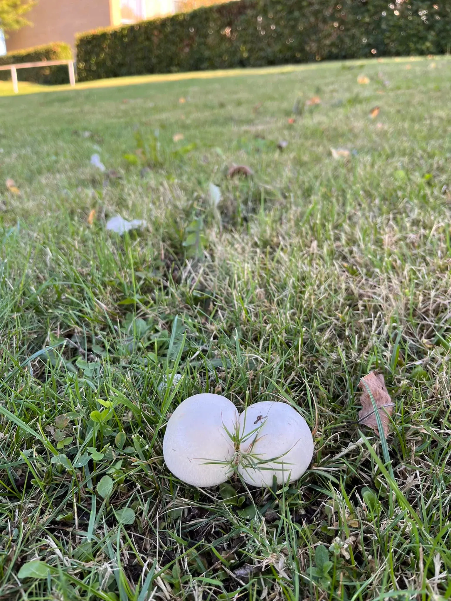 Kepti pievos pievagrybiai su šonine ir grietinėle