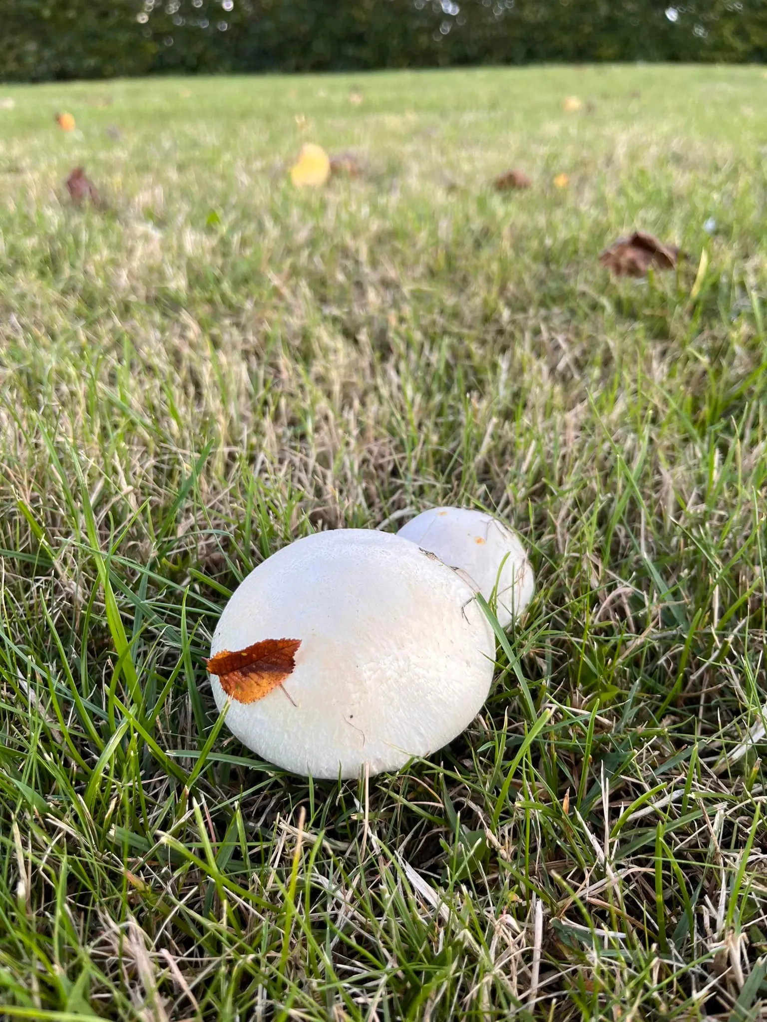 Kepti pievos pievagrybiai su šonine ir grietinėle