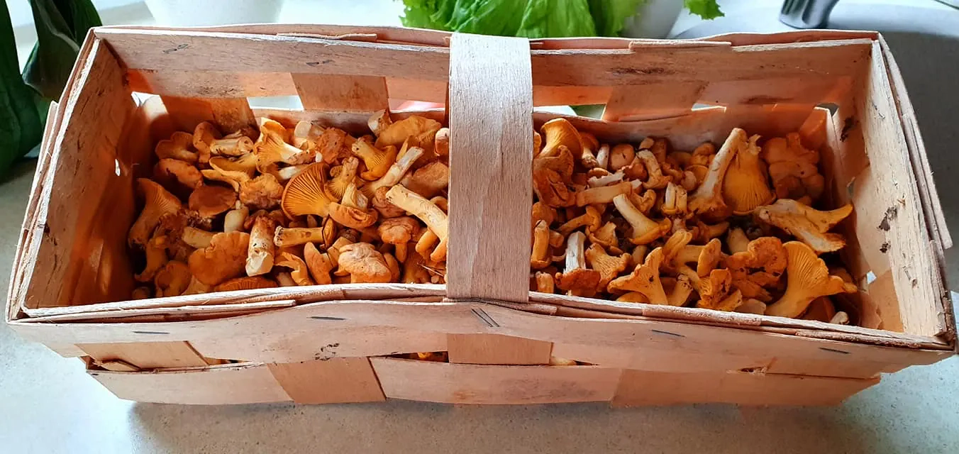 Voveraičių sriuba su vištiena ir grietinėle