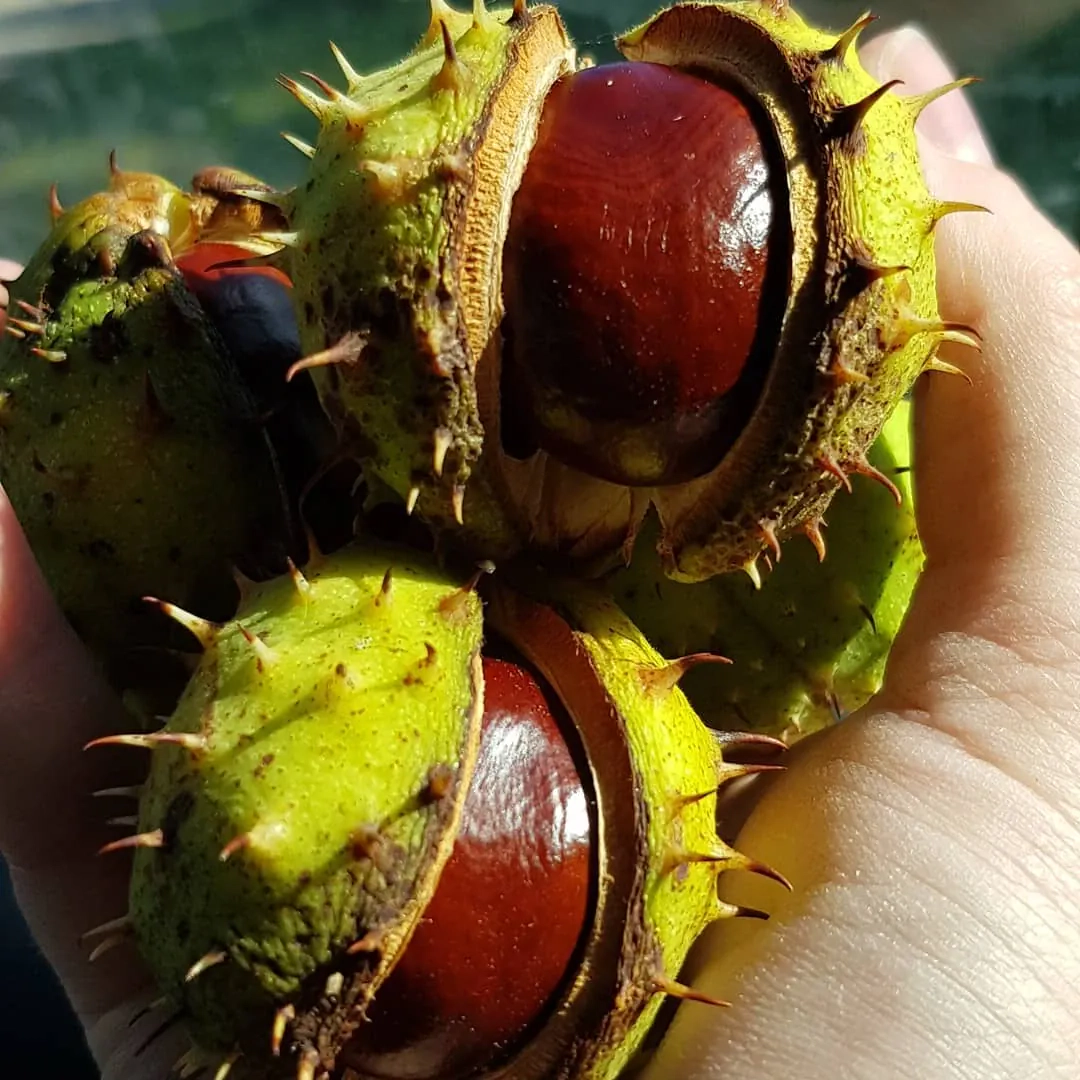 Kaštonai nuo sąnarių skausmo