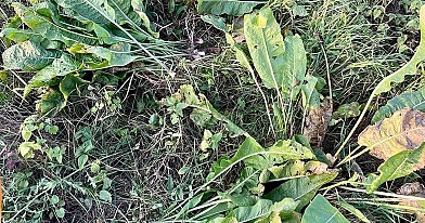 Krienų nauda sveikatai ir organizmui: mokslas, naudingos savybės, vartojimas ir kontraindikacijos