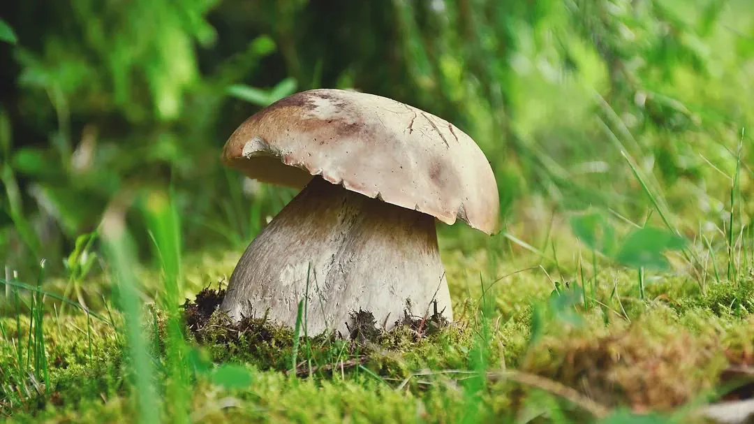 Šėtoninis baravykas: atpažinimas, pavojai ir naudingos rekomendacijos