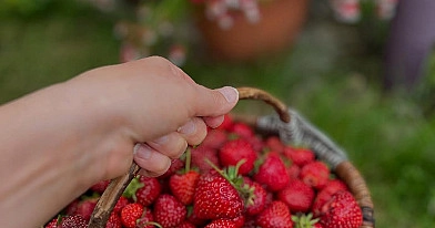 Braškių tręšimas pelenais – kada, kaip ir kodėl tai padeda išauginti sveikas bei skanias uogas