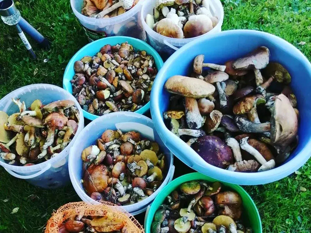 Marinuoti grybai žiemai su acto marinatu