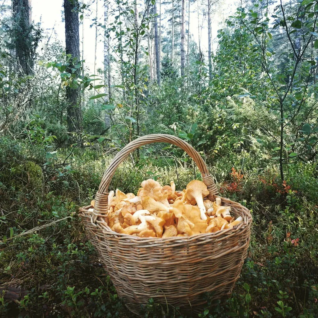 Voveraičių paruošimas žiemai – patikimi būdai, naudingos rekomendacijos ir dažniausiai klystami dalykai