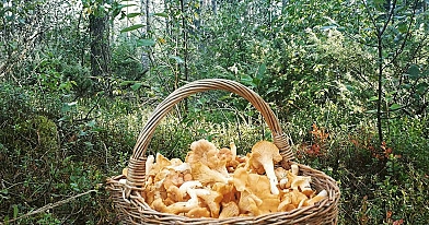 Voveraičių paruošimas žiemai – patikimi būdai, naudingos rekomendacijos ir dažniausiai klystami dalykai
