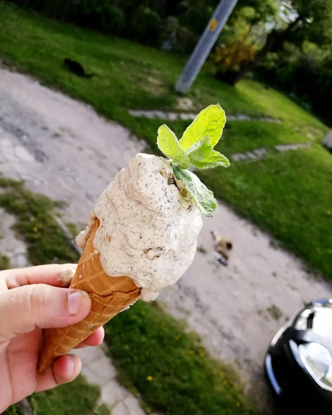 Domowe lody miętowe z mascarpone i kawałkami czekolady