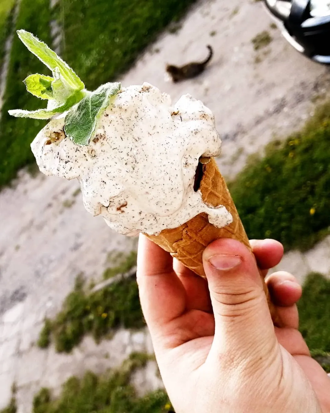 Domowe lody miętowe z mascarpone i kawałkami czekolady Domowe lody miętowe z mascarpone i kawałkami czekolady