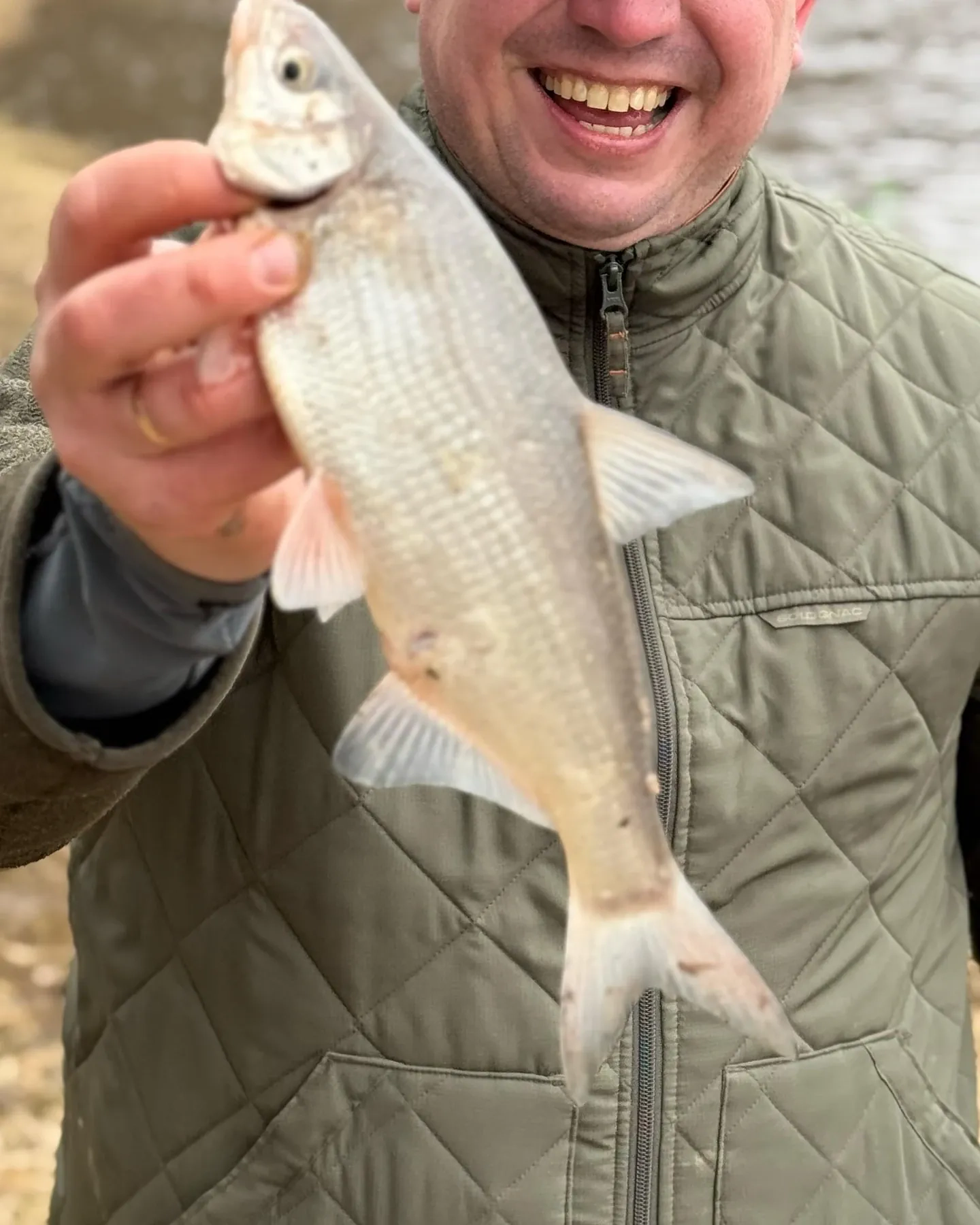 Marinēta vimba recepte