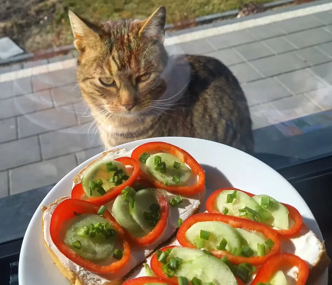 Kolorowe kanapki z serkiem kremowym, ogórkiem i papryką