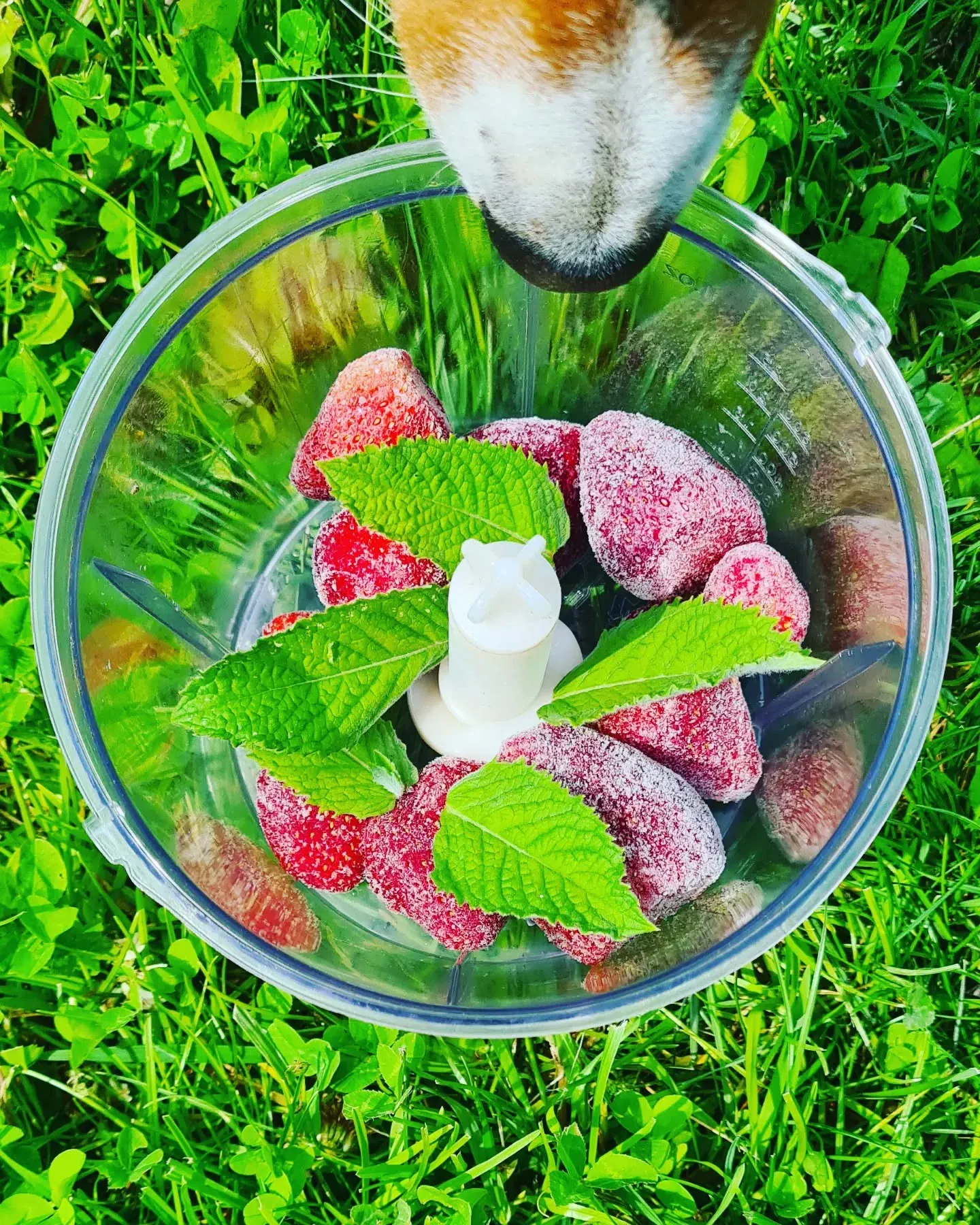 Viegls vasaras saldēto zemeņu dzēriens ar piparmētrām