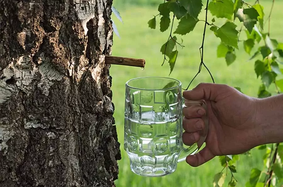 Sulos rauginimas: rauginta beržų sula