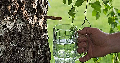 Sulos rauginimas: rauginta beržų sula