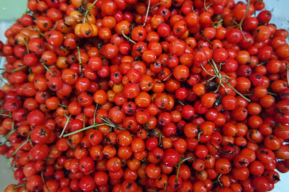 Šermukšniai žiemai (multivitaminai)