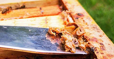 Kas yra propolis (bičių pikis), kokia jo nauda mums ir kaip jį vartoti